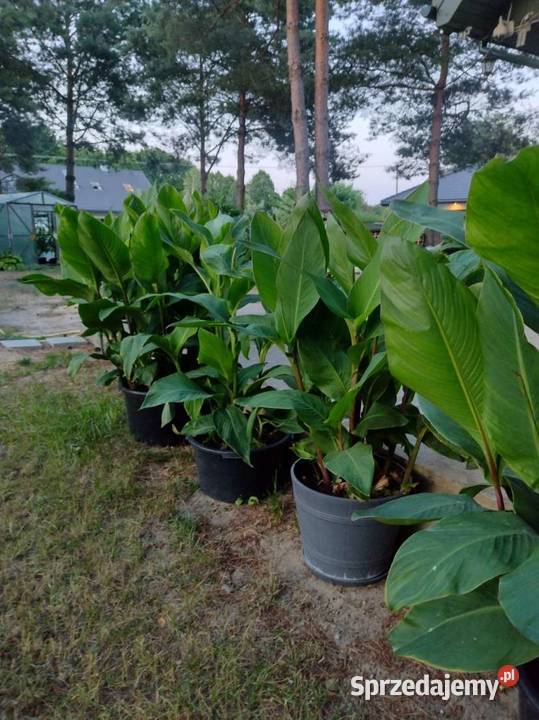 Kanny czerwone Komornica