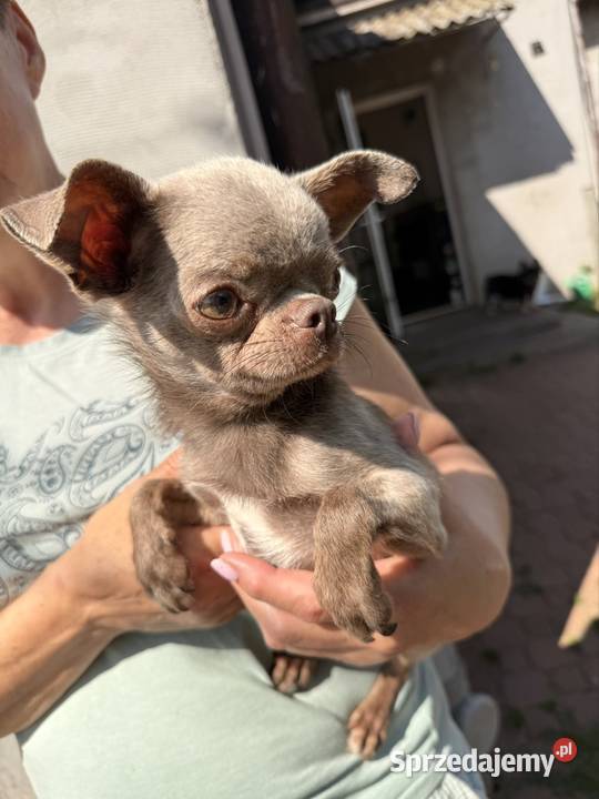 Chihuahua samiec Chihuahua śląskie Olsztyn