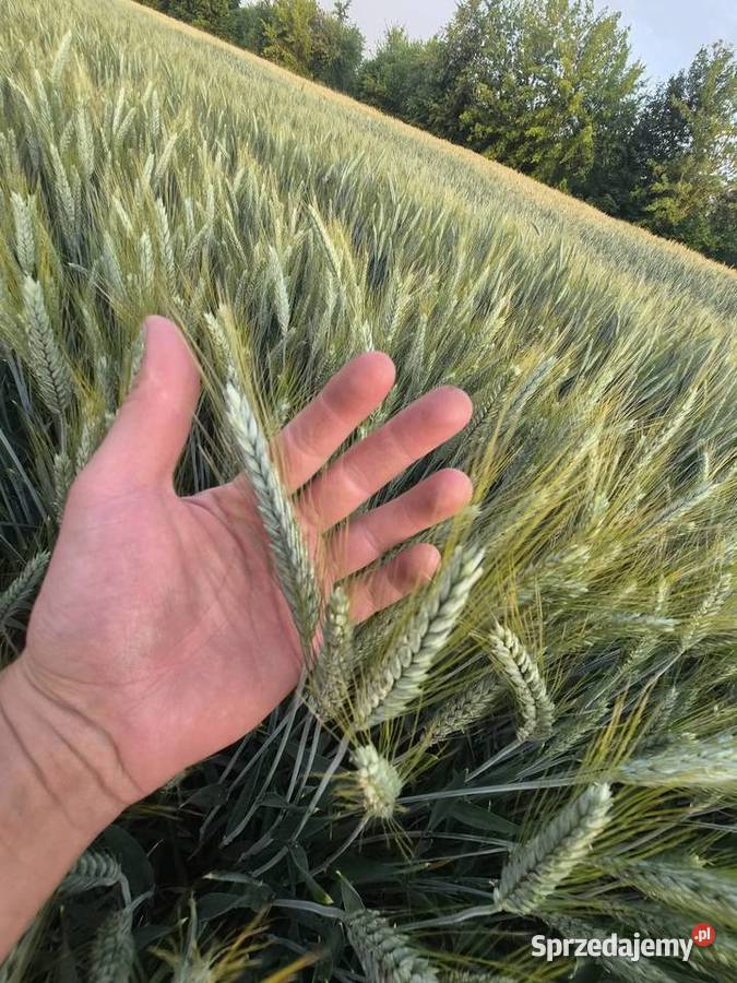Pszenżyto SU ATLETUS bezpośrednio centrali łódzkie Nowy Kawęczyn sprzedam