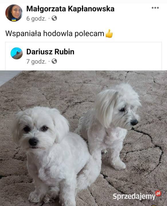 Śliczne pieski Maltańczyk Maltańczyki Poręba