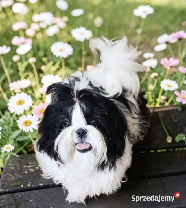 Suczki Shih tzu FCI