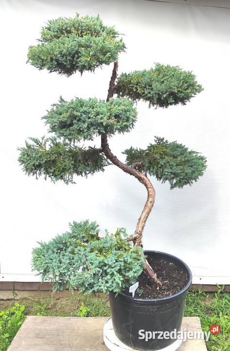 Bonsai Niwaki Jałowiec Blue Carpet Medynia Łańcucka