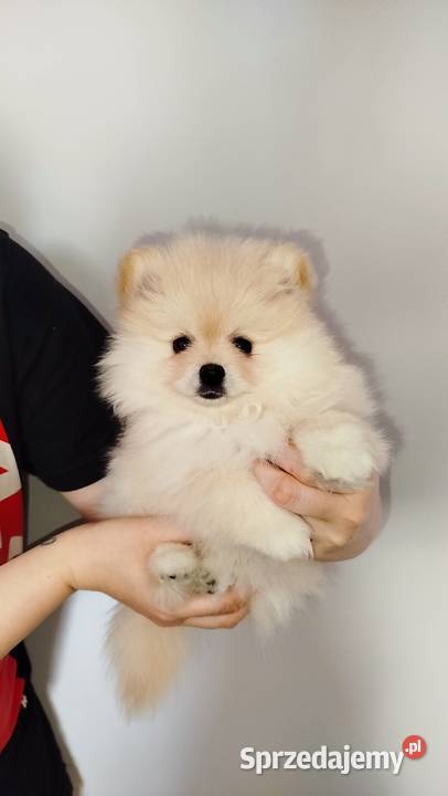 Szpic miniaturowy pomeranian Bydgoszcz