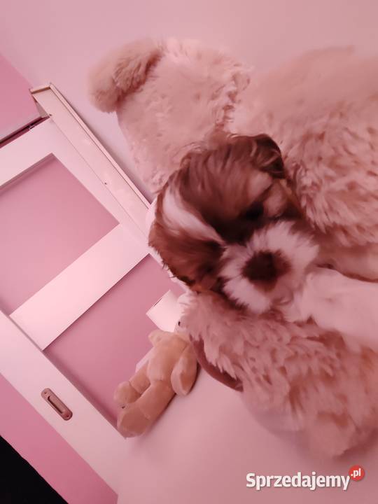 Shih tzu Shih Tzu Lwówek