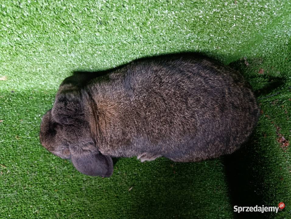 Samiec baran francuski sprzedam