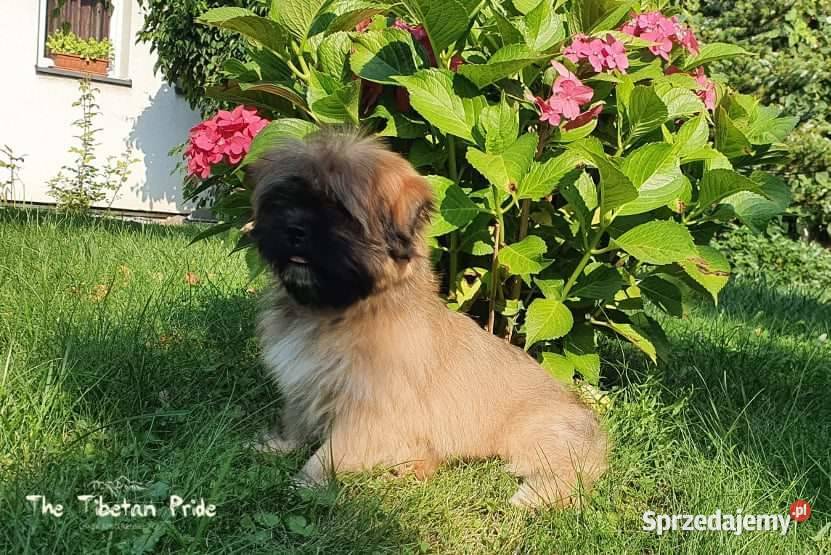 Suczka Lhasa Apso kuzyn Shih Tzu rodowód ZKwP sprzedam