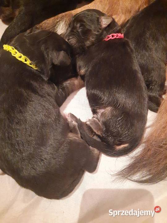 Owczarki niemieckie długowłose Parzniewice