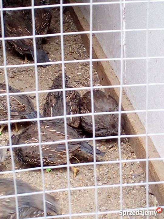 Przepiór kalifornijski Syców