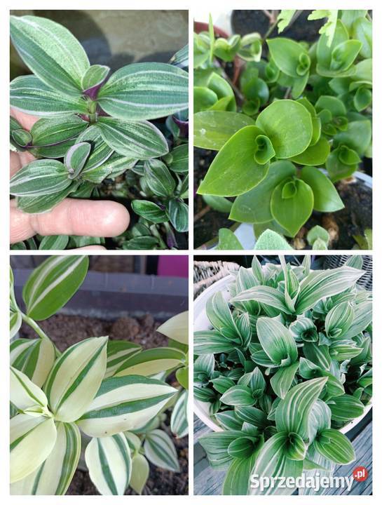 Trzykrotki tradescantia 24 różne odmiany w tym Skuły