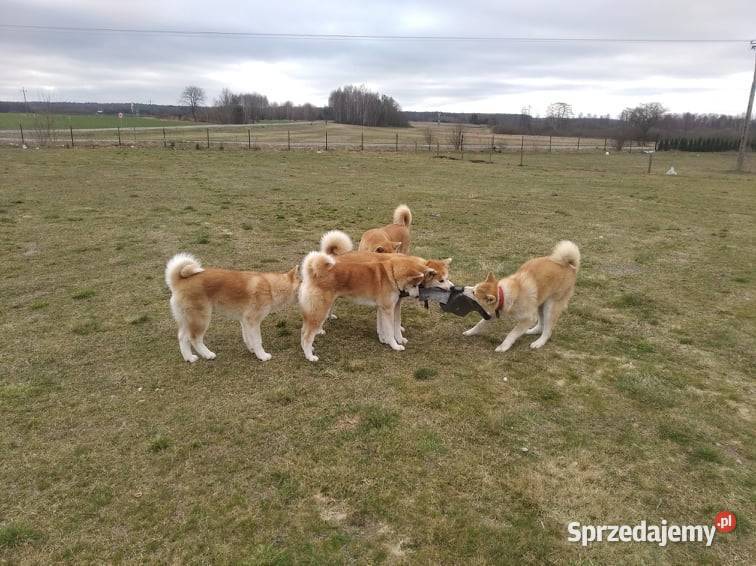 Akita Inu szczenięta socjalizowane zoopsychologa