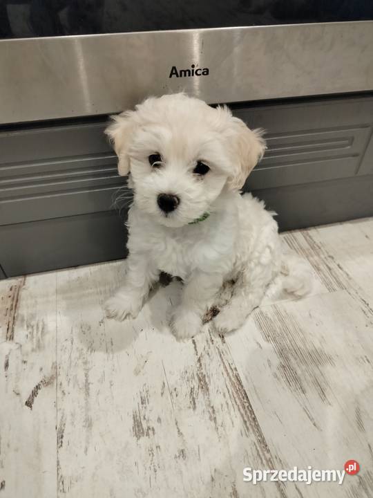 Maltipoo F1 Chojnice