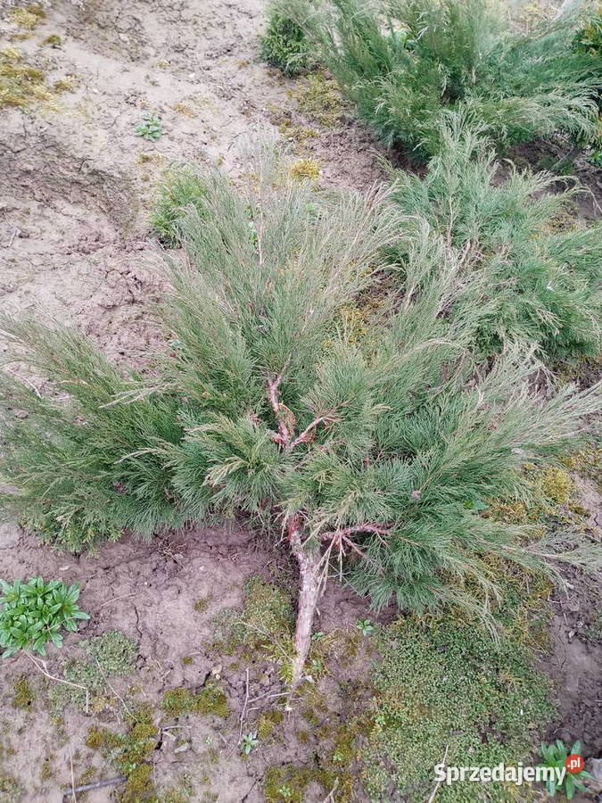 Piękne duże jałowce Rośliny lubelskie Lublin