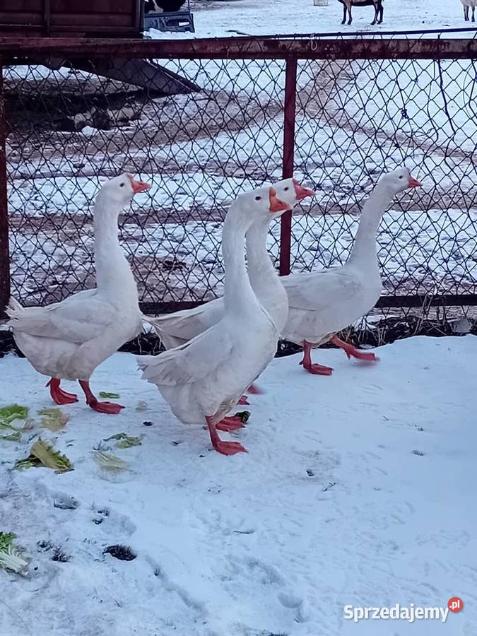 Gęsi chińskie Wawrzeńczyce sprzedam