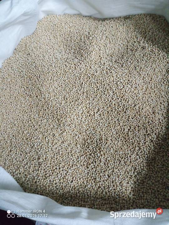 Groch Astronaute i Ostinato lubelskie Marynin