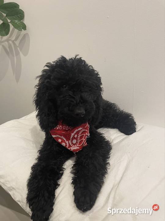 Pudel Miniaturowy piesek Danio Ostrożnica