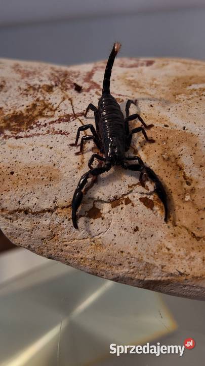 Heterometrus spinifer warmińsko-mazurskie Olsztyn