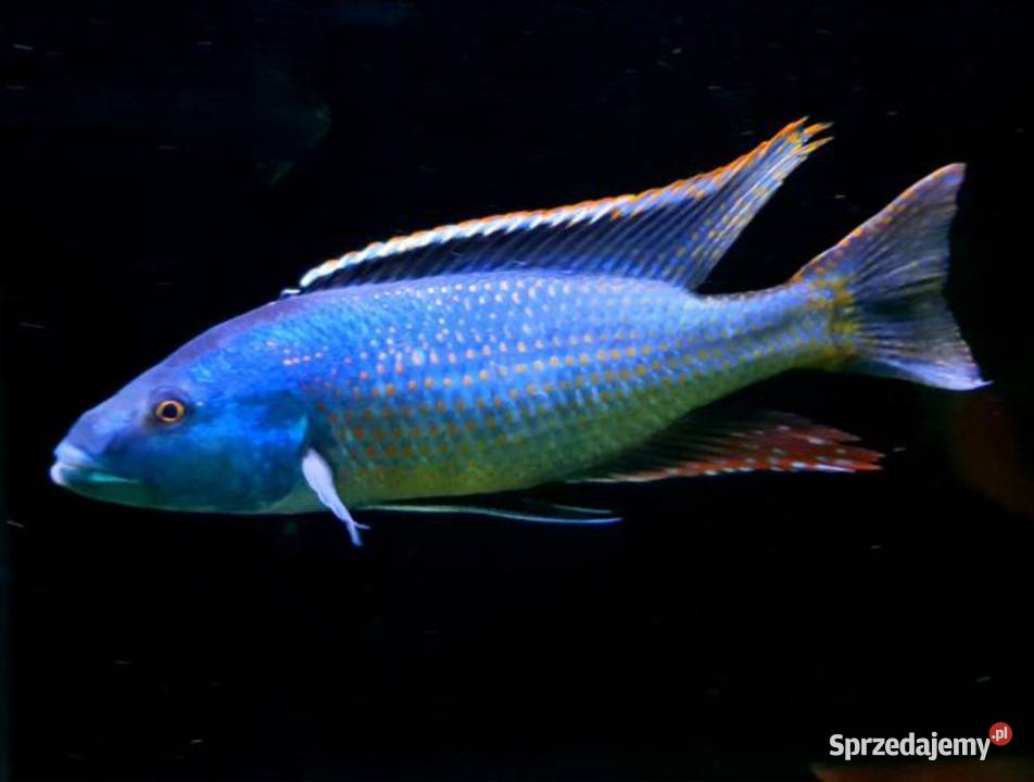 Champsochromis spilorhynchus WYSYŁKA NA TEREN pomorskie Gdańsk