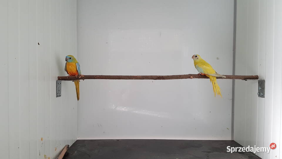 Łąkówka turkusowa łąkówki turkusowe lutino para Leszno