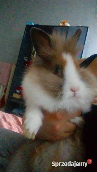 Króliczek samczyk karzełek Teddy kujawsko-pomorskie Grudziądz