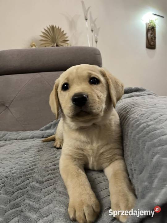 Labradorki z rodowodem Nowe Grabie Sprzedajemy.pl