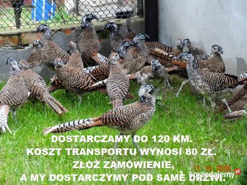 Sprzedam Bażanty Diamentowe Bażant z 2025 Samce Gostyń