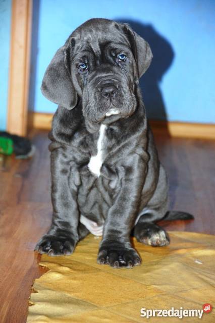 MASTIF NEAPOLITAŃSKI mastino napoletano Ełk