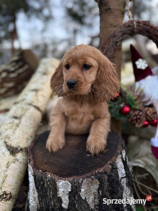Piękny Cocker Spaniel Angielski piesek sunia z Psy Rzeszów