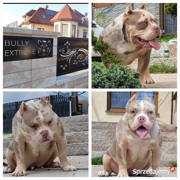 American bully pocket merle lilacc tricolor
