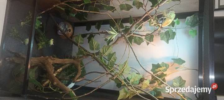 Kameleon jemeński z terrarium Turek