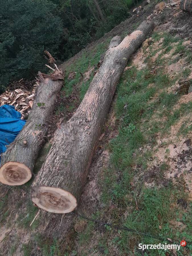 Sprzedam drzewo wiąz Bochnia