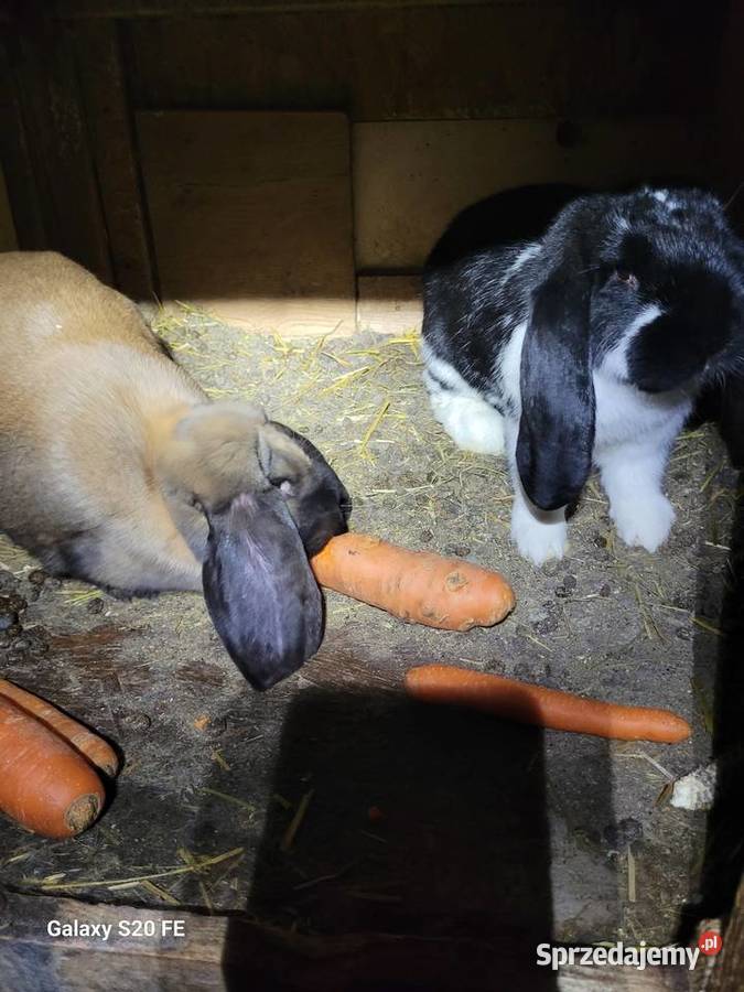 Kroliki barany francuskie Żłobizna