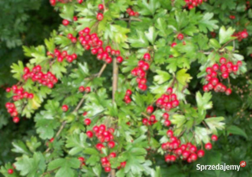 GŁÓG JEDNOSZYJKOWY Crataegus monogyna NASIONA Nasiona kujawsko-pomorskie