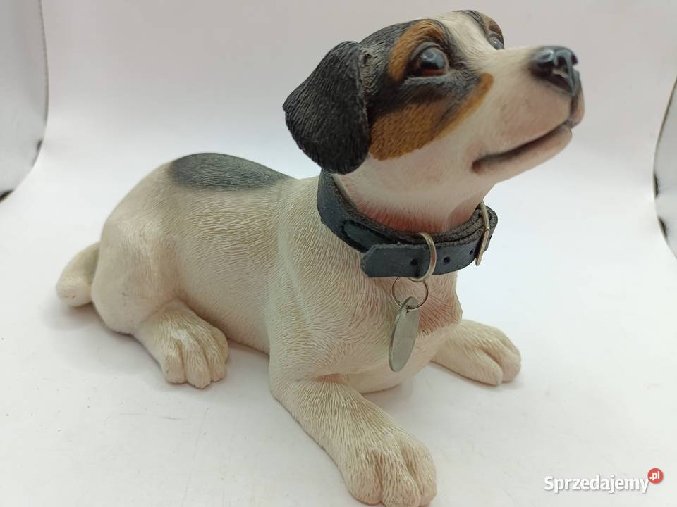 Pies Leonardo Jack Russell terrier lubelskie Zamość sprzedam