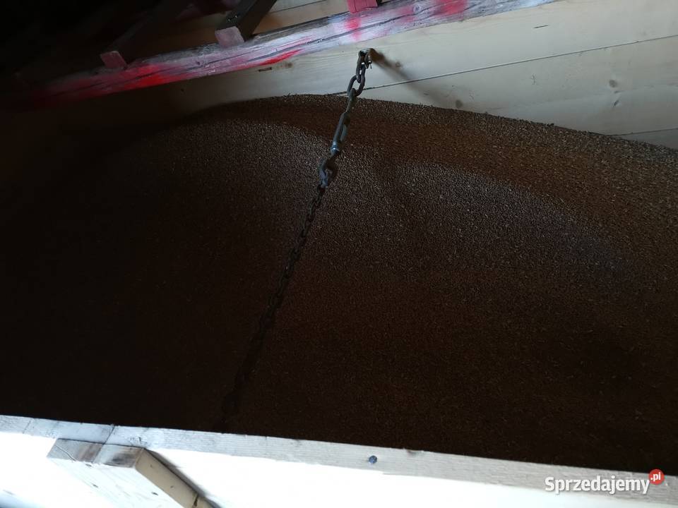 Pszenica ozima Wilejka centrali