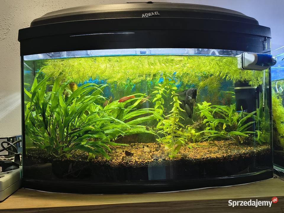 Akwarium 60 L panoramiczne