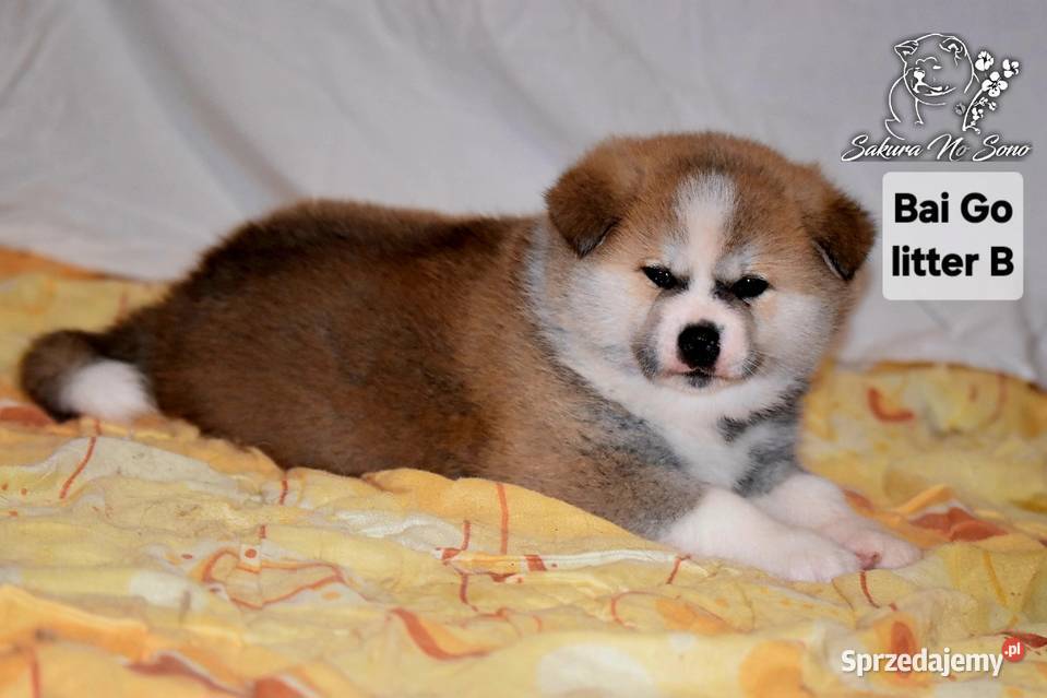 Akita Japonska czerwona suczka sprzedam