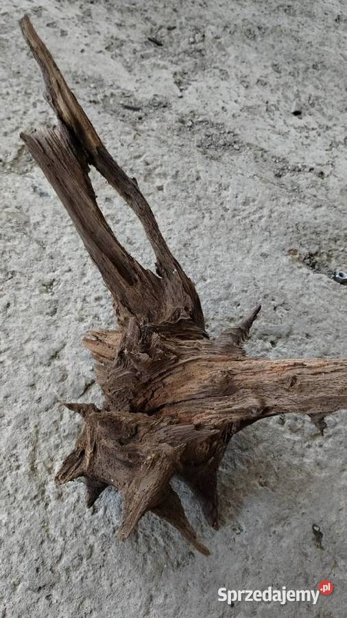 korzeń naturalny ozdobny Leżajsk