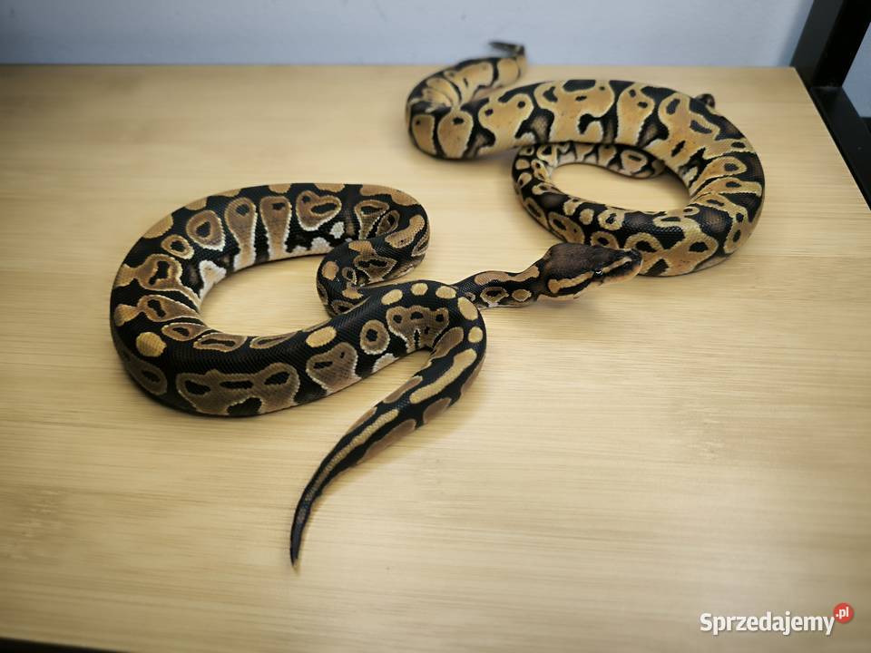 Promocja Pyton królewski Para 2