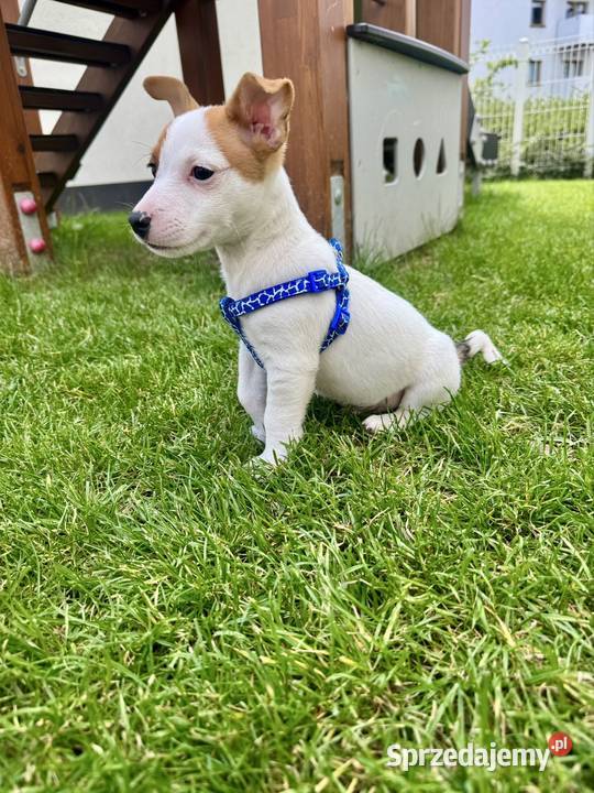 Szczeniaczek Jack Russell Terrier rodowód wielkopolskie Poznań