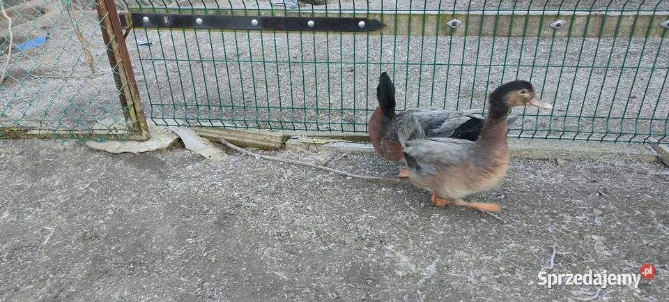 Sprzedam laczki z 25 roku Sobieska Wola Druga