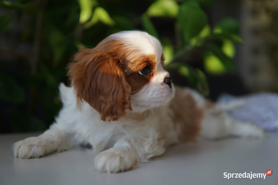 Szczenięta Cavalier King Charles Spaniel Rzeszów