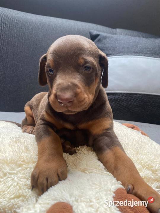 Doberman Doberman Romanów