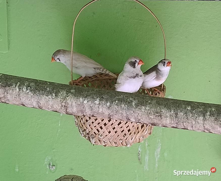 Zeberki austraulijskie Blachownia sprzedam