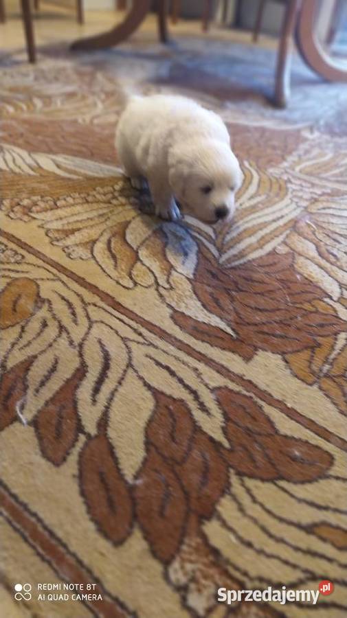 Owczarki Podhalanskie Łochów