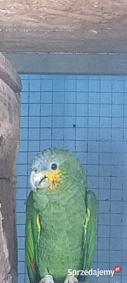 Amazonka modrobrewa kurika sprzedam