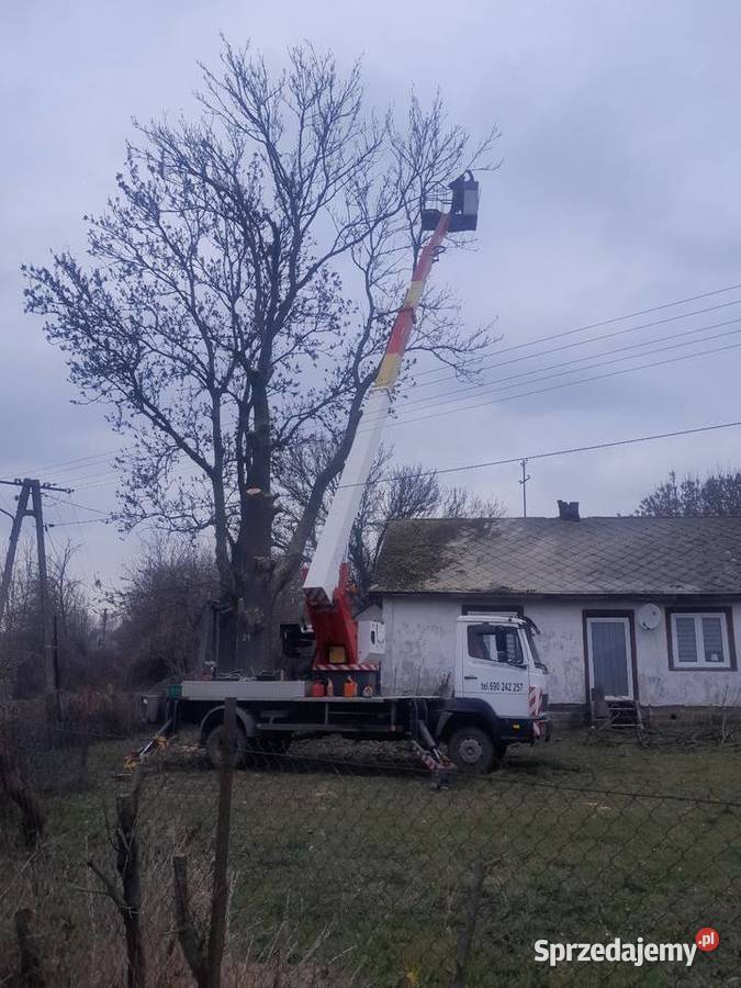 Wycinka drzew lubelskie Tomaszów Lubelski