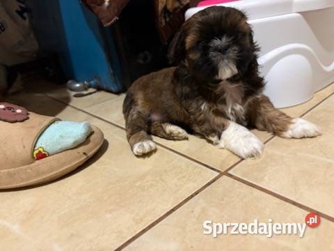 Suczka shih tzu Lekowo
