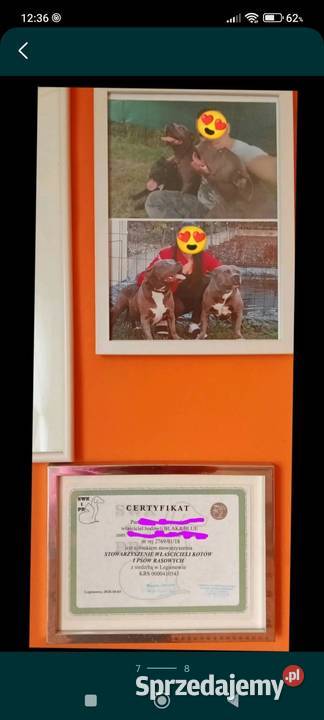 American staffordshire terrier Brzeg