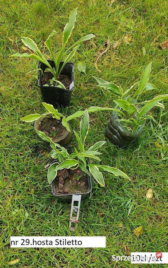 Hosta Stiletto Opole sprzedam