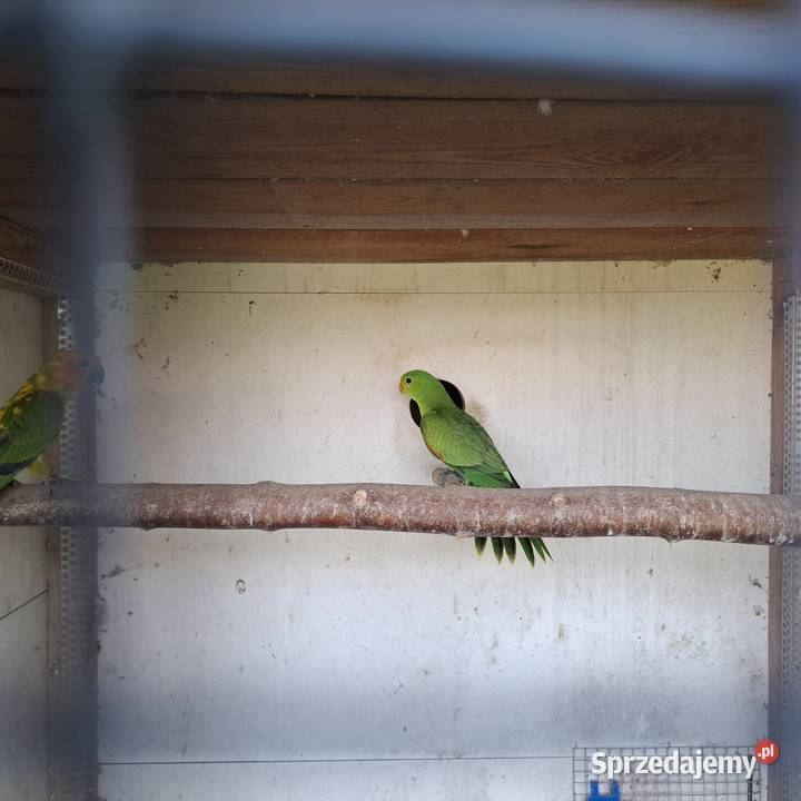 Ksiezniczka walii czerwono skrzydła konura Ostrów Wielkopolski sprzedam